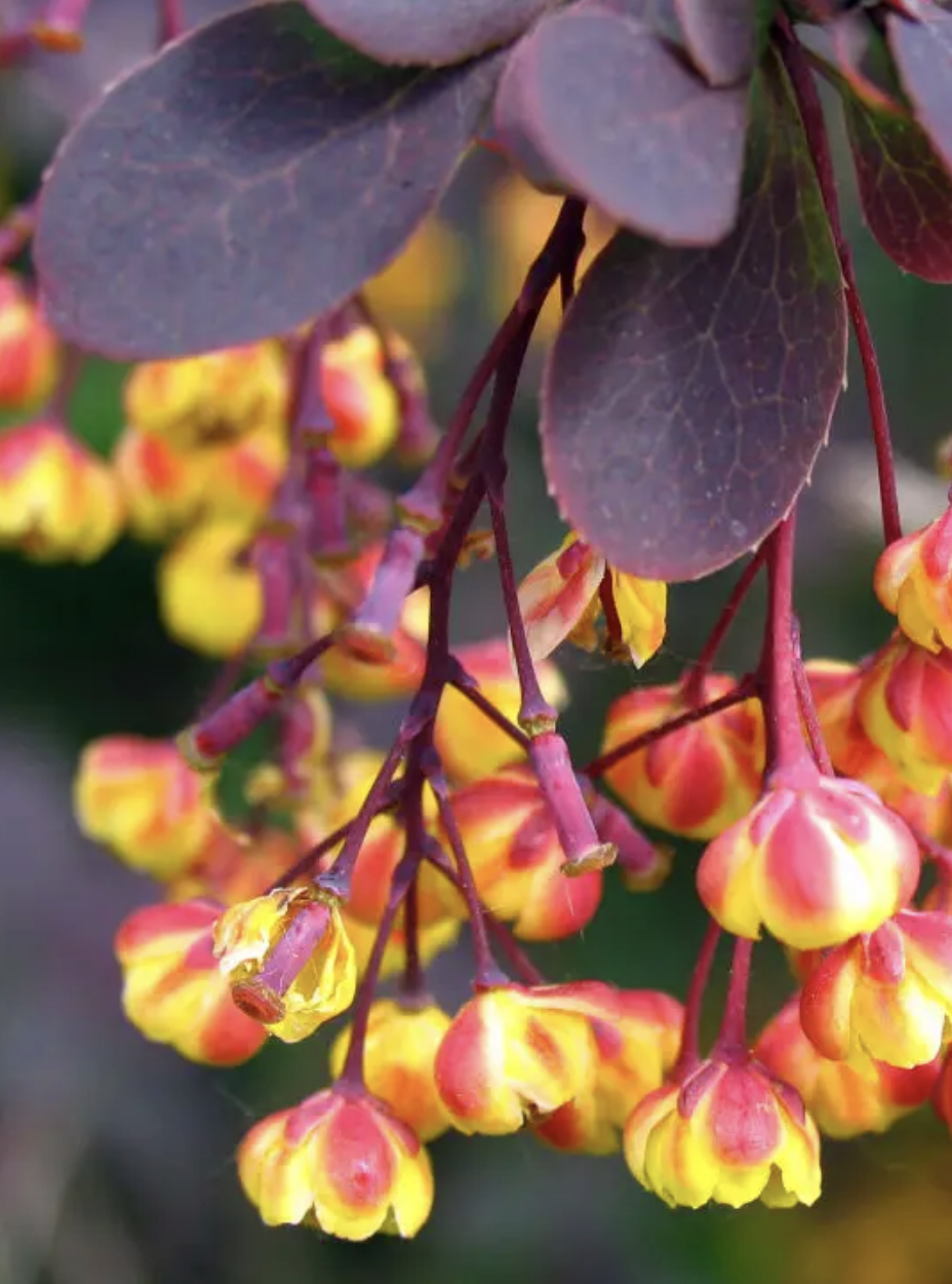 A close up of a Blooming Barberis plant