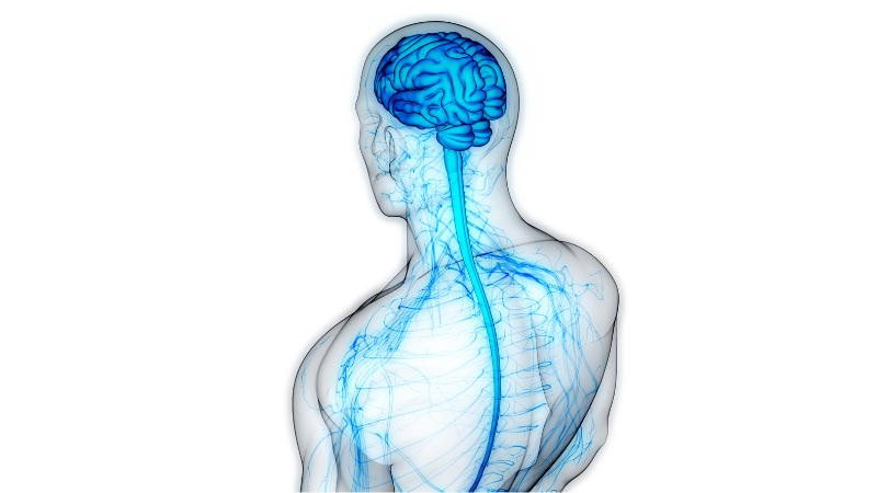 Symptoms of a Dysregulated Central Nervous System