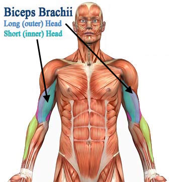 Bicep Anatomy for Exercise